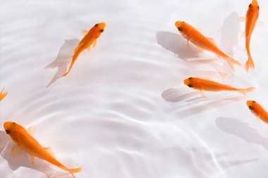 Suda turuncu sazanlar, akvaryumda yüzen balıklar.             