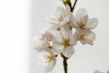 Bir dalda beyaz çiçekler