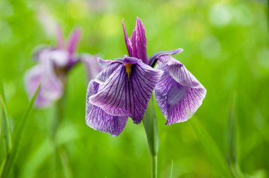 Güzel çiçekler, çiçek konsepti