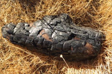 Yerdeki eski yanmış kütük