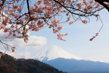 Sakura ağacıyla Fuji Dağı, Japonya 