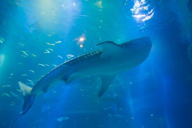 Akvaryumdaki köpekbalığının yakın plan görüntüsü