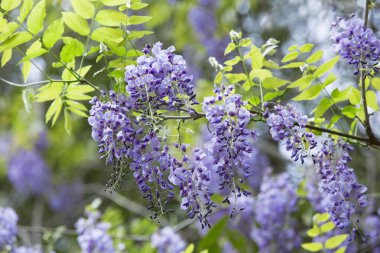 Güzel yaz çiçekleri, gündüz yakın çekim manzarası. 