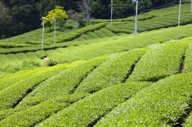 Malezya 'da çay tarlası