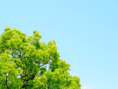 Yaz parkında gündüz vakti yeşil ağaçlar    