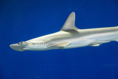 Akvaryum manzaralı köpekbalığı 