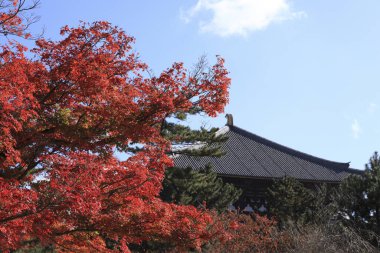 Kyoto, Japonya 'da sonbahar ağaçları
