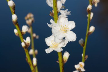 İlkbaharda çiçek açan elma çiçeklerini kapat.