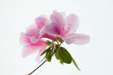 Güzel pembe Azalea çiçeklerinin yakın görüntüsü