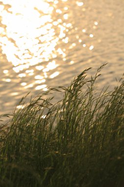 Nehirde çimlerle güzel bir gün batımı 