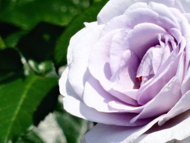 Güzel pembe bir çiçeğe yaklaş.