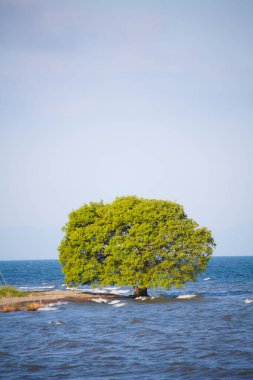 Deniz kıyısına yakın yeşil ağaç 