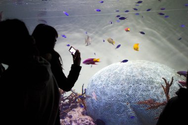 Tokyo Sealife Park, Japonya 'yı ziyaret eden insanlar