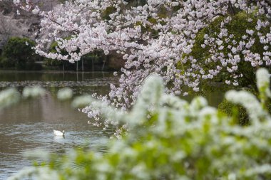 Japonya 'da göl ve kiraz çiçeği manzarası