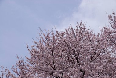 Kiraz ağacında çiçek açan çiçekleri kapat 