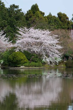 Tokyo, Japonya 'da Japon kiraz çiçekleri