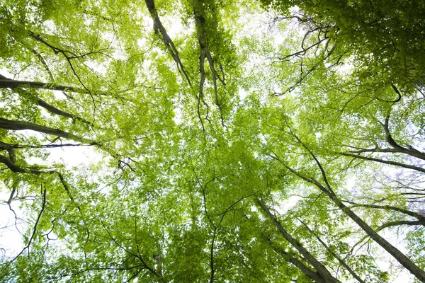 Зеленые Листья Лесу — стоковое фото