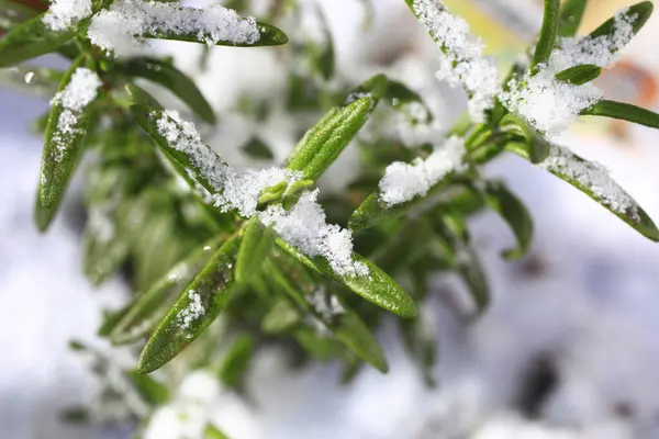 Gröna Blad Täckta Med Snö — Stockfoto