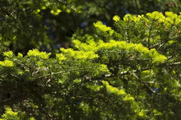 Beautiful Green Spruce Branches Garden —  Fotos de Stock