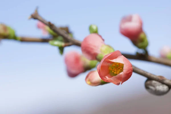 Όμορφα Ροζ Λουλούδια Ένα Δέντρο Στον Κήπο — Φωτογραφία Αρχείου