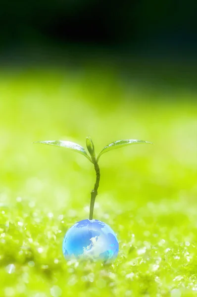 Small Plant Sprouting Out Blue Ball — Stock Photo, Image