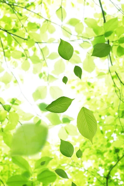 Foglie Verdi Sfondo Natura Ecologia Conservazione Dell Ambiente — Foto Stock