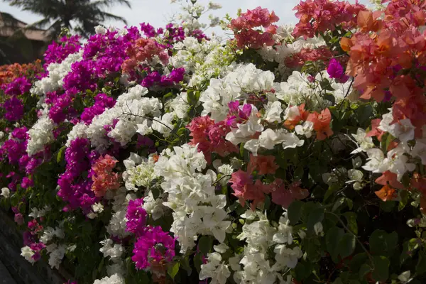 Zblízka Pohled Krásné Kvetoucí Květiny Zahradě Létě — Stock fotografie