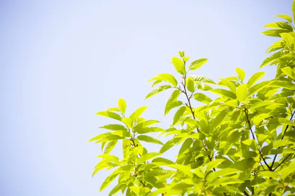 Nahaufnahme Von Frischen Grünen Blättern Auf Blauem Himmelshintergrund — Stockfoto
