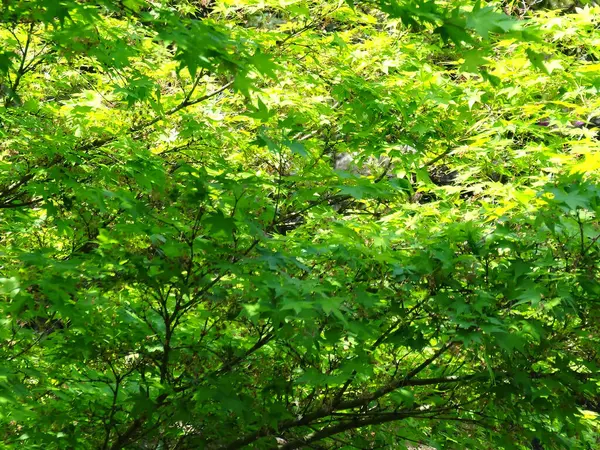 Árvores Verdes Parque Verão Durante Dia — Fotografia de Stock