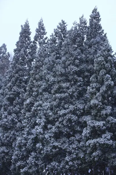 Güzel Kış Ormanı Karla Kaplı Ağaçlar Doğa — Stok fotoğraf