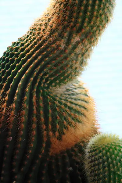Smukke Grønne Kaktus Planter Nærbillede - Stock-foto