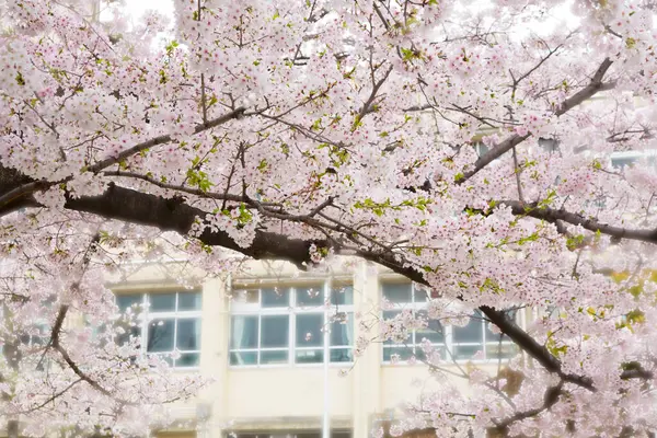 Binanın önünde kiraz ağaçları güzel çiçek açıyor.  