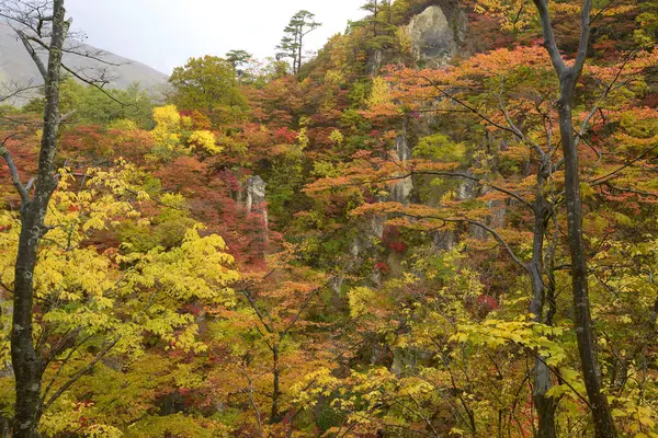 美丽的秋天风景 五彩缤纷的山林 — 图库照片