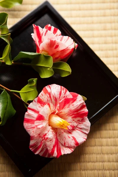 Krásná Červená Bílá Květina Bambusové Podložce — Stock fotografie