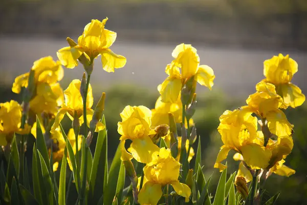 Nahaufnahme Von Gelben Narzissenblüten Zur Frühlingszeit — Stockfoto