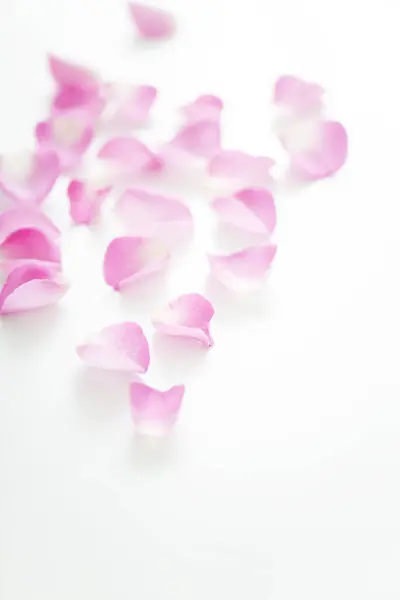 Close Van Mooie Roze Rozenblaadjes Witte Achtergrond — Stockfoto