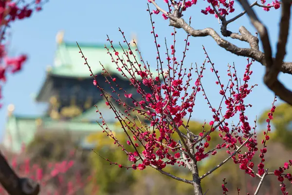 Schilderachtige Shot Van Prachtige Oude Japanse Adellijke Tempel Met Bloeiende — Stockfoto
