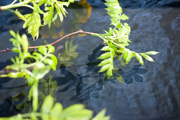 Zbliżenie Powierzchnia Wody Zielonymi Liśćmi — Zdjęcie stockowe