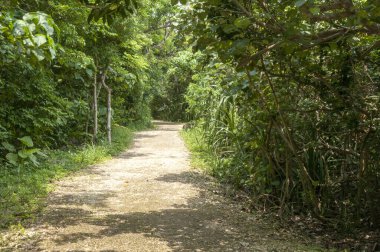 Tropik bir ormandaki patika manzarası