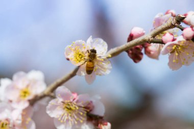 İlkbaharda açan ağaçların çiçeklerini kapat.