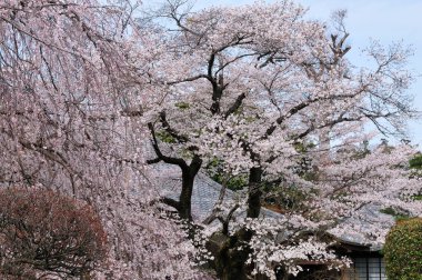 Japonya 'da kiraz çiçeği 