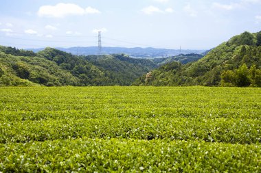 Japonya 'daki Yeşil Çay Çiftliği