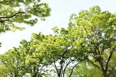 Ormanda yeşil ağaçlar görünüyor.