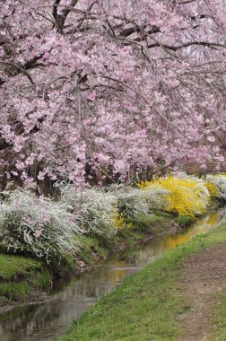 Japonya 'da kiraz çiçeği 