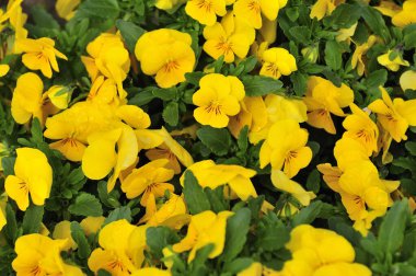 Bahçedeki güzel sarı çiçeklerin yakın çekim görüntüsü