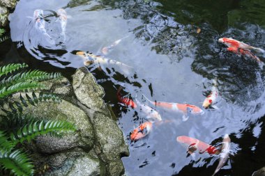 Güzel koi balığı gölette yüzüyor, yakın görüş.     