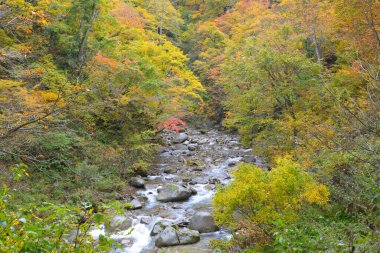 Güzel dağ ormanlarında hızlı akarsu