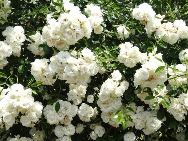 Beyaz bir gülle çalılığın güzel beyaz çiçekleri