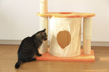 Kedi evinin yanında oturan sevimli kedi portresi 