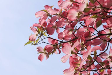 Güzel çiçekler, yakın görüş, doğa konsepti.